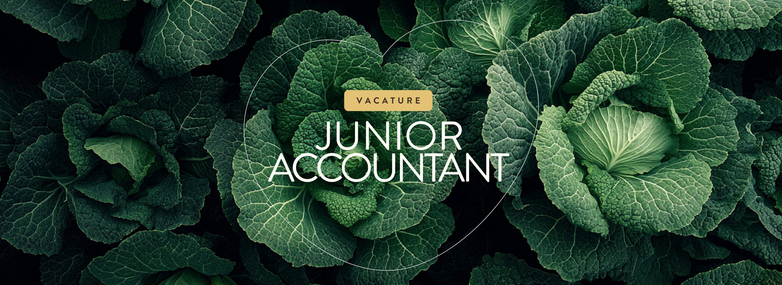 Coccinelle Vacature Junior Accountant V2